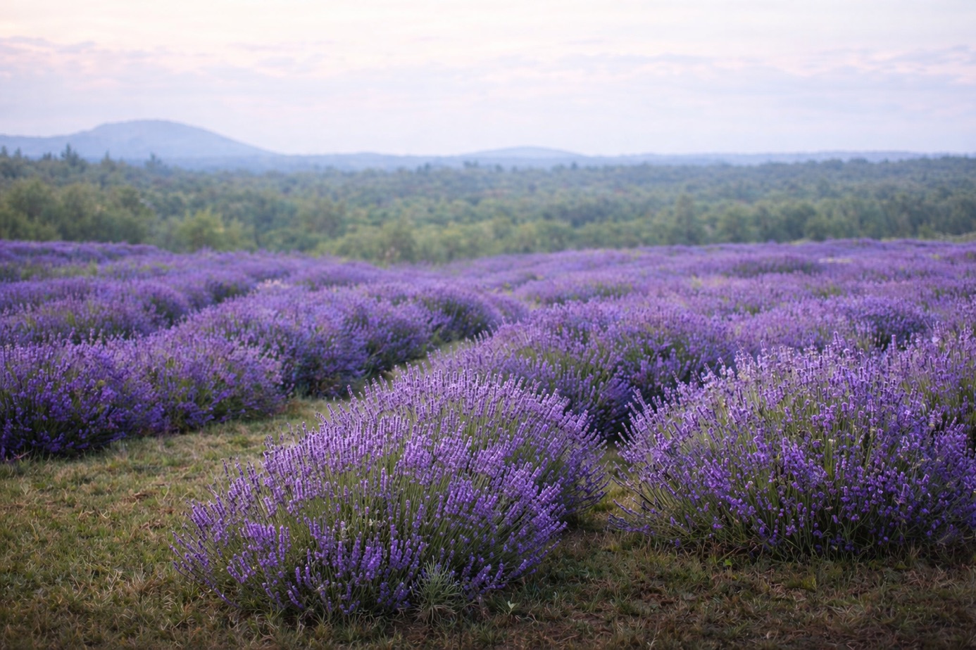 Lavender Experience